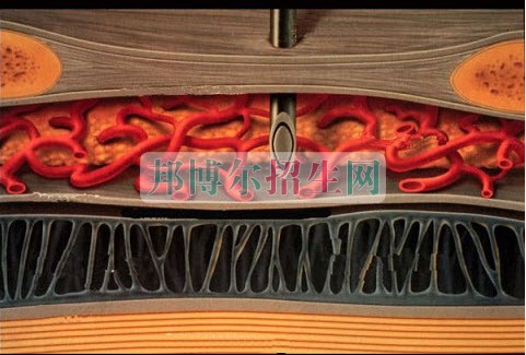 成都麻醉學(xué)大專(zhuān)好的學(xué)校