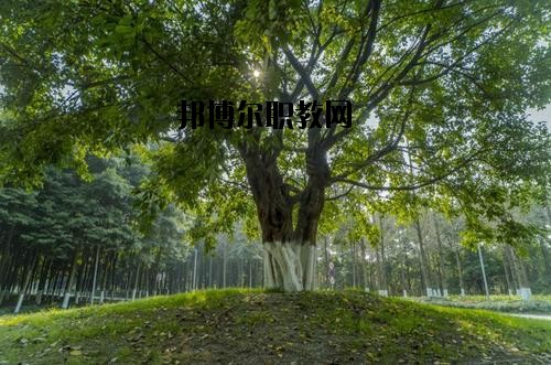 四川檔案學(xué)校2020年報(bào)名條件、招生要求、招生對(duì)象